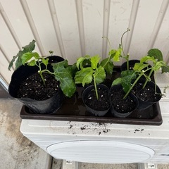 パッションフルーツ苗の画像