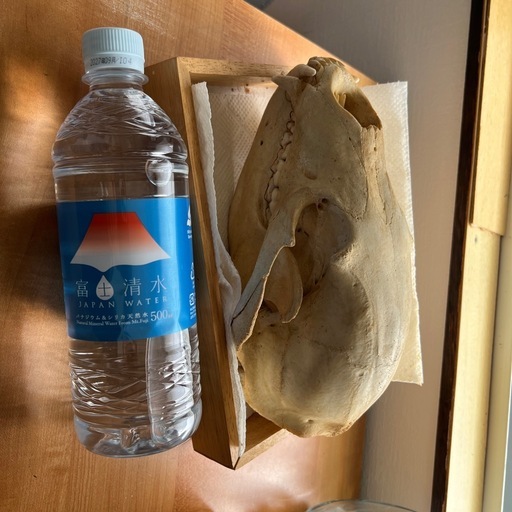ツキノワグマ