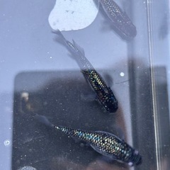 改良めだか　販売の画像