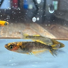 メダカ 天空龍🐉 1ペア＋メス 若魚なりたての画像