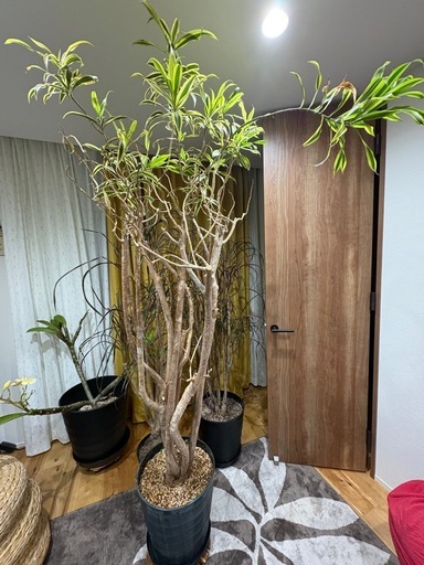 ソングオブインディア　200cm