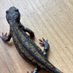 着払い自家繁殖CB個体美麗金箔シリケンイモリメス1匹4000円3匹購入で10000円送料無料で対応しますの画像