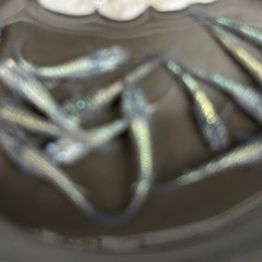 メダカ　夜桜ブルー　サファイア　ラメ王　セット　めだかの画像