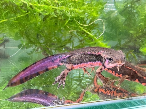 アカハライモリ　千葉県産　♂1 色彩変異　
♀2