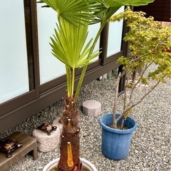 トウジュロ？　　ヤシ？の画像