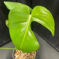 モンステラ　デリシオーサ　実生の画像