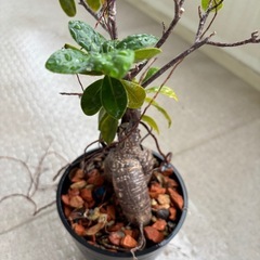 【あげます】ガジュマル鉢植えの画像