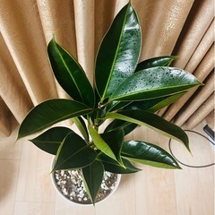 フィカス・メラニー　ゴムの木の画像
