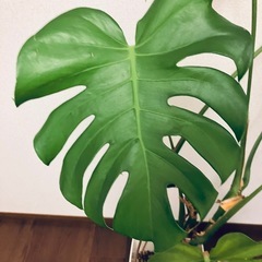 モンステラ　観葉植物　大きめ　　　　　　　の画像