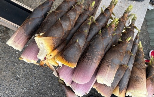 タケノコ 筍 たけのこ 20kg