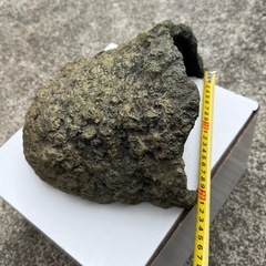 リクガメ　爬虫類　シェルターの画像