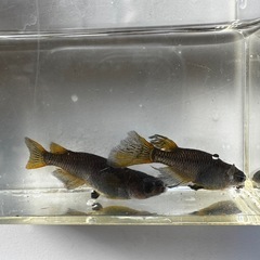 サタン鰭長(黄尾)の有精卵 10個の画像