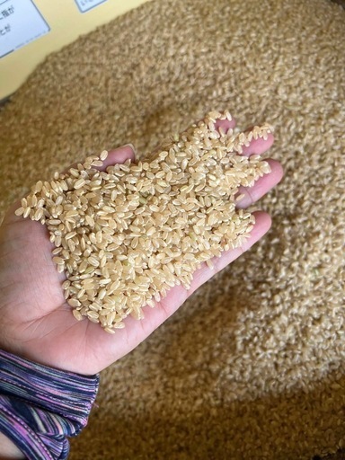 古米平成30年ハツシモになります。30Kg 自家生産でこだわりあり！岐阜 ハツシモ 令和7年産 30キロ 玄米