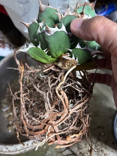 アガベ　植物
