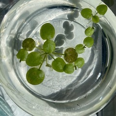 【大特価！！稚魚3匹✨】みゆきスーパー光メダカの稚魚3匹セット！！＋おまけあり✨赤ちゃんから大切に育ててみませんか？💖の画像
