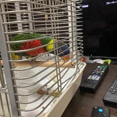 ローリーです。ゴシキセイガイインコ