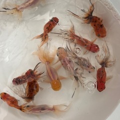 金魚（東錦）をお譲りしますの画像