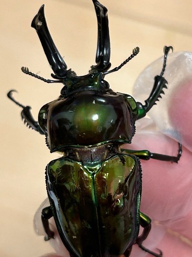 カブトムシ　クワガタ　福袋Ｂ カブトムシクワガタ福袋 (かいはる) 手稲のその他の中古あげます・譲り