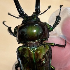 「ご予約完売」カブトムシ　クワガタ福袋の画像