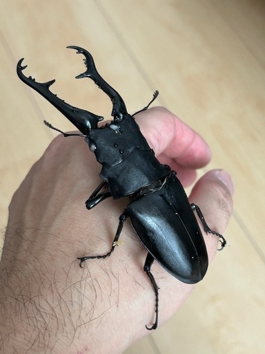 カブトムシ　クワガタ　福袋Ｂ カブトムシクワガタ福袋 (かいはる) 手稲のその他の中古あげます・譲り