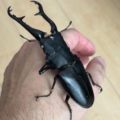 「ご予約完売」カブトムシ　クワガタ福袋の画像