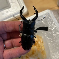 「ご予約完売」カブトムシ　クワガタ福袋の画像