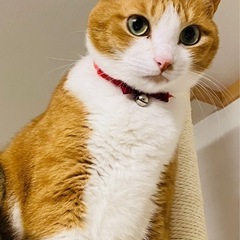 日本猫　里親募集