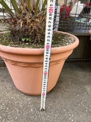 ソテツ　13〜14号