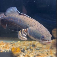 チャンナプルクラの画像