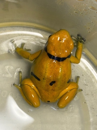 生体 キオビヤドクガエル ゴールド 2匹　アダルトサイズ　手渡し優先 ヤドクガエル　両生類