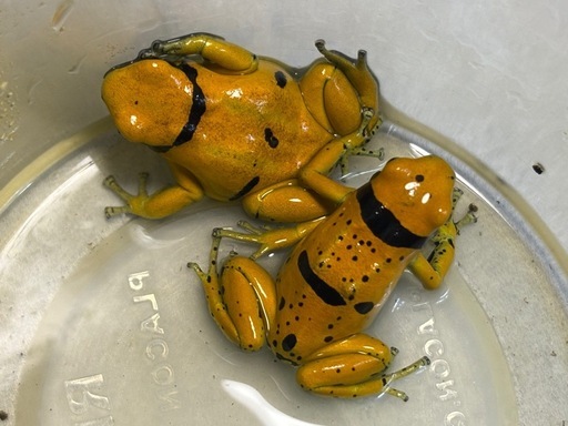 生体 キオビヤドクガエル ゴールド 2匹　アダルトサイズ　手渡し優先 ヤドクガエル　両生類