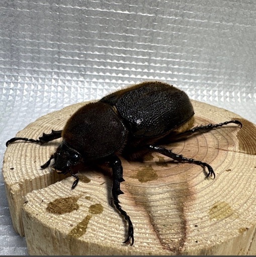 ヘラクレスオオカブト　ペア♂143.1mm ♀66.1mm  No.1