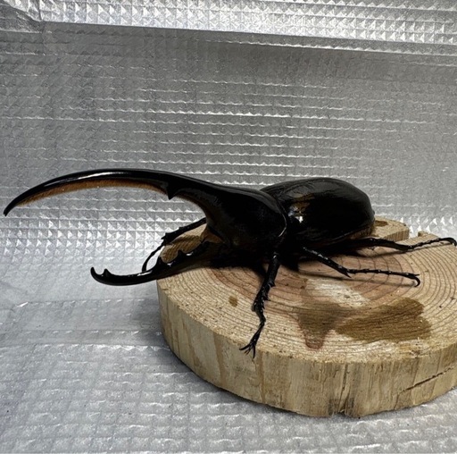 ヘラクレスオオカブト　ペア♂143.1mm ♀66.1mm  No.1