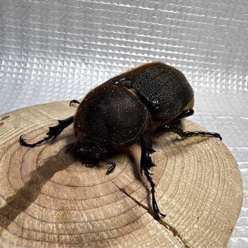 ヘラクレスオオカブト　ペア♂148.5mm ♀75.9mm No.3