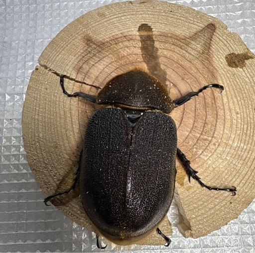 ヘラクレスオオカブト　ペア♂148.5mm ♀75.9mm No.3