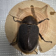 ヘラクレスオオカブト　ペア♂148.5mm ♀75.9mm No.3の画像