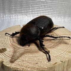 ヘラクレスオオカブト　ペア♂146.6mm ♀67.8mm No.5の画像