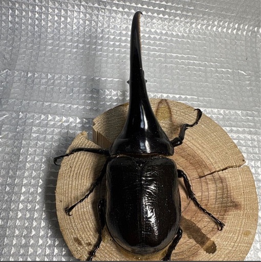ヘラクレスオオカブト　ペア♂146.6mm ♀67.8mm No.5