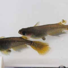 メダカ 「ブラックサタン黄ヒレ長」の有精卵 30個＋αの画像