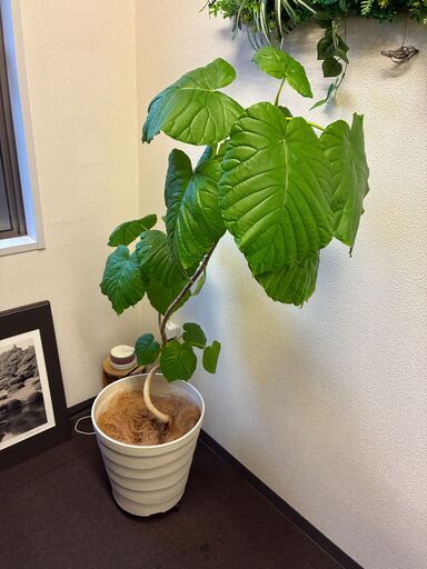 ★ウンベラータ(カーブタイプ)★観葉植物★高さ(鉢込み)約140㎝★