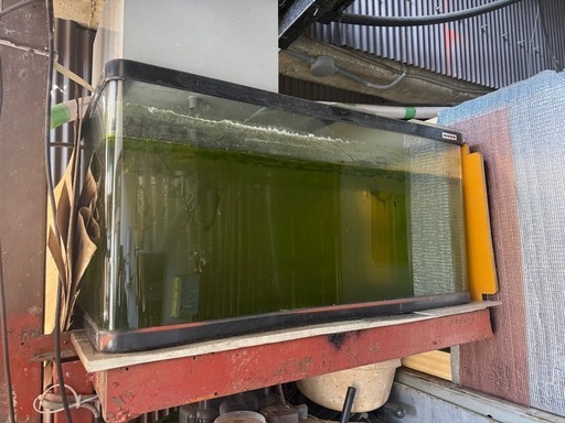 ニッソー水槽、他にも大型アクリル応談 ニッソー水槽、他にも大型アクリル応談 (yas) 鮎喰のその他の中古