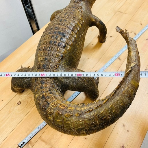 ２，ワニ剥製②
