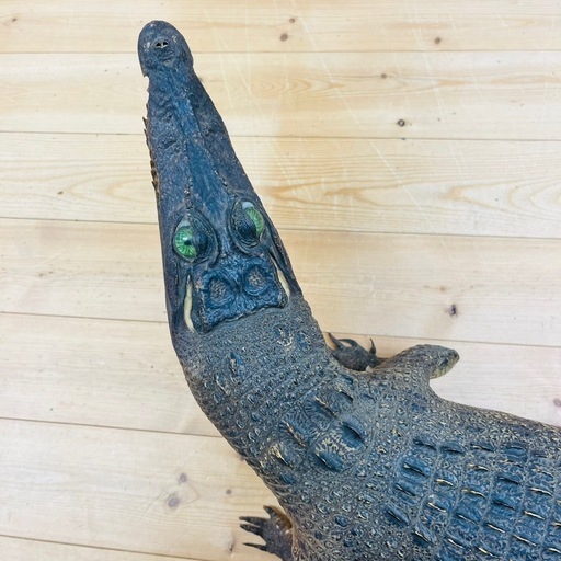 ３，ワニ剥製③