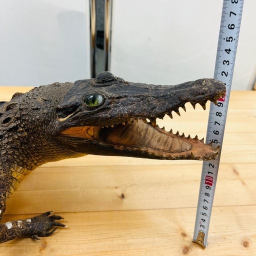 ３，ワニ剥製③