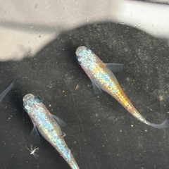 花篝✖️碧RLF オリジナル品種作りセット1ペア＋2(メス)の画像