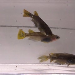 メダカ黒峰スワロー１０００円の画像