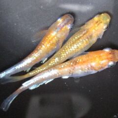 メダカ「あんみつ(３色ラメ対外光)」の有精卵 30個＋αの画像