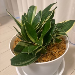 観葉植物　かわいい
サンスベリア　鉢植えの画像