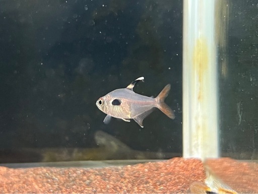 ハイフェソブリコンエピカリス　3匹セット