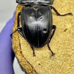 即ブリ⭕️R8④国産オオクワガタ︎︎能勢YG♂♂単78mm羽凹みありの画像